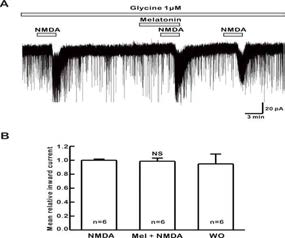 멜라토닌이 GnRH 신경 세포에서 NMDA 반응성에 미치는 영향