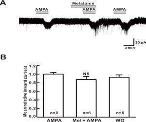 멜라토닌이 GnRH 신경세포에서 AMPA 반응성에 미치는 영향