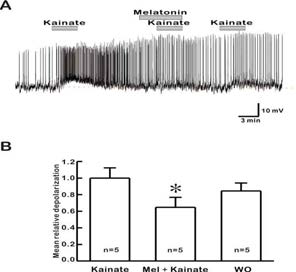 멜라토닌이 GnRH 신경 세포에서 kainate에 의한 막전압 변화에 미치는 영향