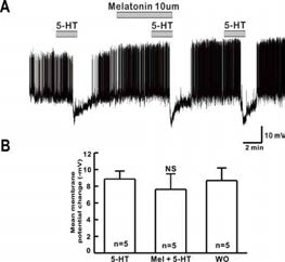 멜라토닌이 GnRH 신경세포에서 세로토닌 반응성에 미치는 영향