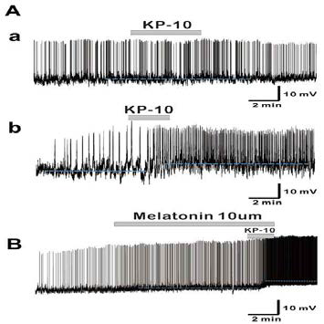 어린 GnRH 신경세포에서 멜라토닌이 키스펩틴 유도 반응에 미치는 영향