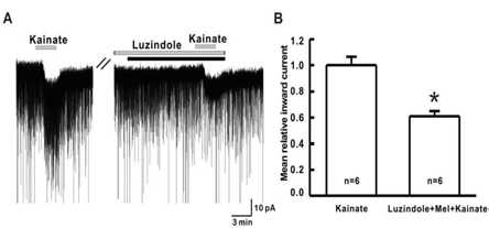 멜라토닌이 kainate 반응성에 있어서 멜라토닌 수용체 억제제인 luzindole 반응성