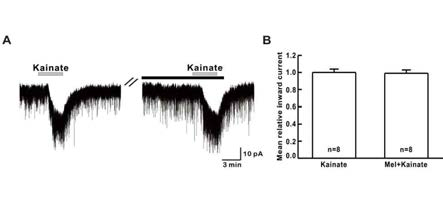 G-protein 억제제인 pertussis toxin 전처리 후 멜라토닌에 의한 kainate 반응성