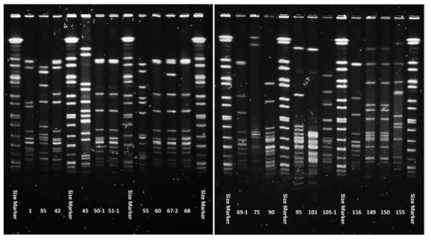 분리한 포도상구균의 PFGE 분석 결과 예