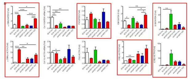 18Co myofibroblast cell-line에서 TGFβ1으로 actication 하였을 때 각 biomarker gene을 SiRNA lock down 한 뒤 염증성 cytokine 및 fibrosis marker들의 mRNA 발현정도의 차이 확인 (housekeeping gene, GAPDH, β-actin)