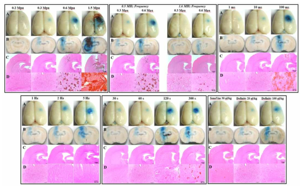 집속초음파를 통해 뇌혈관장벽이 개방되는 정도에 따라 Evans blue 약물이 투과된 동물모델의 뇌 사진과 H&E 염색 사진