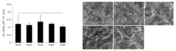 (좌)다양한 비율의 BT를 함유하는 바이오세라믹의 세포생존율(MTT assay). (우)각 시편 상에서 배양된 치수세포의 형태학적 관찰(SEM)