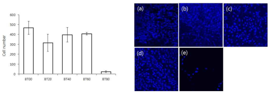 (좌)다양한 비율의 BT를 함유하는 바이오세라믹 위에서 배양한 세포의 수. (우)DAPI 염색 후 각 시편상에서 배양된 치수세포를 confocal laser scanning microscope(CLSM)으로 관찰한 모습