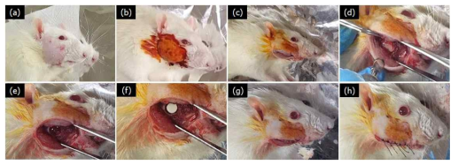 동물실험 과정. (a)마취 및 제모, (b)소독, (c)절개, (d)골천공, (e)5-mm 결손부, (f)시편 삽입, (g)내부봉합, (h)외부봉합