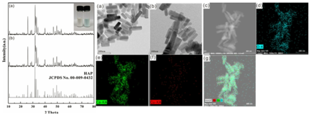 왼쪽: XRD 패턴 (insert: HAP, CuHAP), 오른쪽: (a) HAP, (b) CuHAP TEM 이미지, (c) CuHAP, (d) 산소, (e) 칼슘, (d) 구리, (e) 산소, 칼슘 구리 EDS