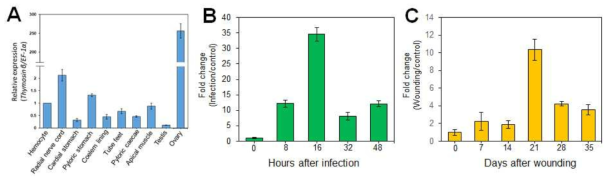 불가사리 베타-티모신 mRNA의 RT-qPCR 발현패턴분석. (A) 조직별 발현패턴. (B) 비브리오 감염후 hemocyte에서의 발현패턴. (C) 상처생성 후 hemocyte에서의 발현패턴