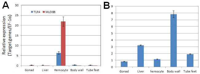 불가사리 면역 및 재생관련 유전자의 조직별 발현 패턴. (A) PpTLR4 및 PpMyD88. (B) PpmTOR asscociated regulatory protein