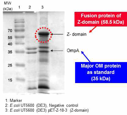 표면발현 대장균 외막의 SDS-PAGE