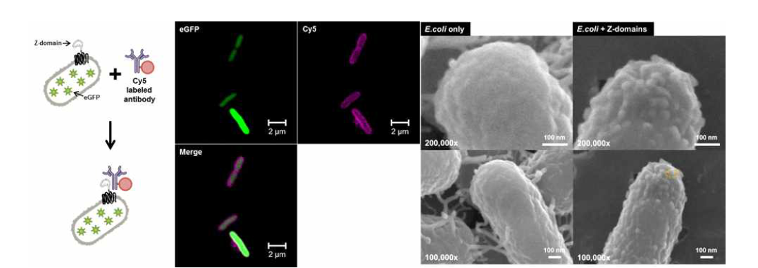 대장균 외막에 표면발현 된 Z-domain의 활성도를 (좌) 형광현미경 및 (우) 전자현미경 이미지를 통해 측정