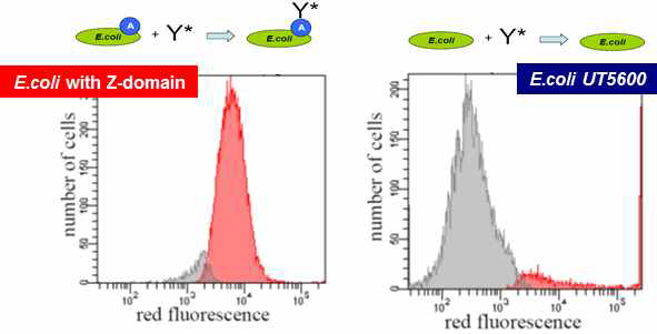 Z-domain표면발현 대장균의 flow cytometry 측정 결과