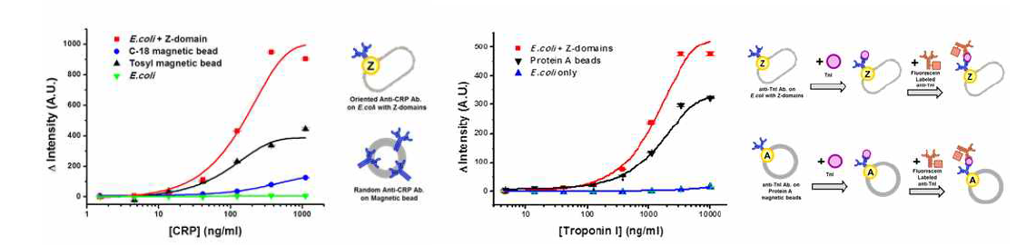 표면발햔 대장균을 활용한 (좌)CRP, (우)Troponin-I 진단검사