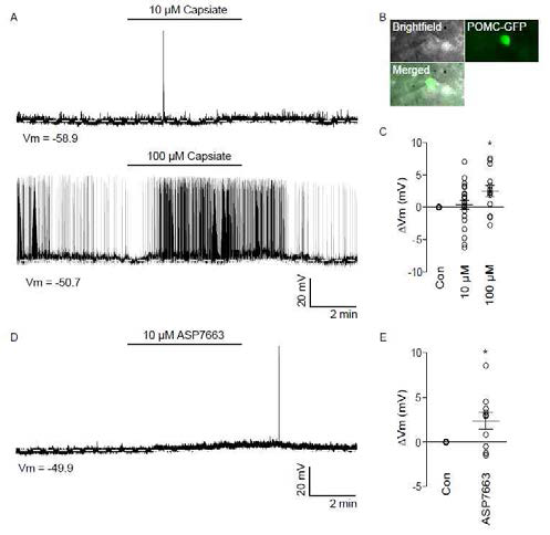 TRPV1/TRPA1 채널 효능제인 캡시에이트에 의한 POMC 뉴런의 탈분극. A-C, 캡시에이트에 의한 POMC 뉴런의 탈분극. D-E, TRPA1 agonist ASP7663에 의한 POMC 뉴런의 탈분극