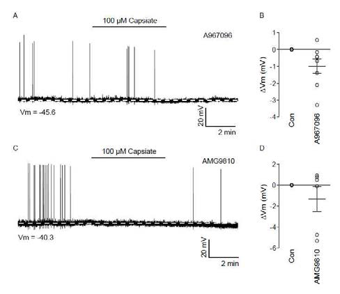 TRPV1/TRPA1 채널 억제제를 통한 캡시에이트의 POMC 뉴런 활성 효과 억제. A-B, TRPA1 억제제에 의한 캡시에이트의 효과 억제. C-D, TRPV1 억제제에 의한 캡시에이트의 효과 억제