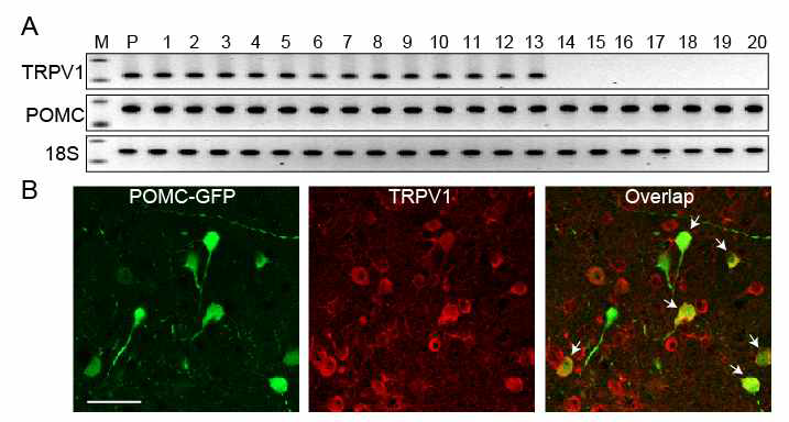 시상하부 POMC 뉴런에서 TRPV1의 발현. A, TRPV1 유전자의 발현. B. TRPV1 채널과 POMC 뉴런의 colocalization