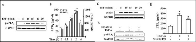 TNFα에 의한 cPLA2 인산화, p 38 MAPK 발현