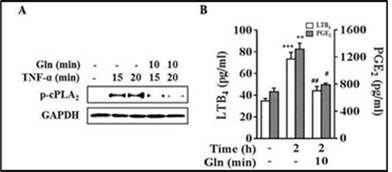 글루타민의 TNFα-유도 cPLA2 인산화 및 LTB4, PGE2 생산 억제