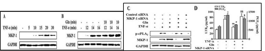 글루타민에 의한 TNFα-유도 MKP-1발현 변화