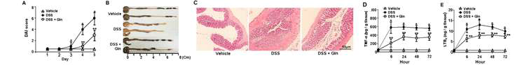Oral L-glutamine(Glu) intake improves DSS-induced acute colitis. A, Disease severity; B, the colon length on day 5; C, histological examination; D,E, colonic levels of TNFα and LTB4 at 24 h