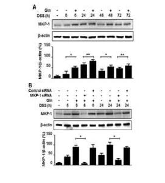 Glu enhances MKP-1 induction in colitis. A,B, Immunoblot analysis of MKP-1