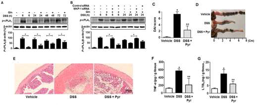 cPLA2 inhibition is associated with the beneficial effect of Gln. A,B, Immunoblot analysis of cPLA2 phosphorylation C, disease severity; D, the colon length on day 5; E, histological examination; F,G, colonic levels of TNF-α and LTB4