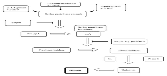 절지동물의 prophenoloxidase (proPO)-activating system