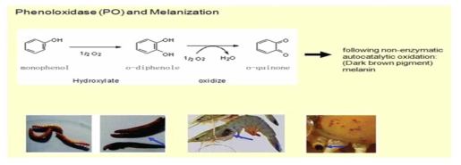 proPO system의 반응으로 멜라닌 축적에 의한 갑각 색소침착