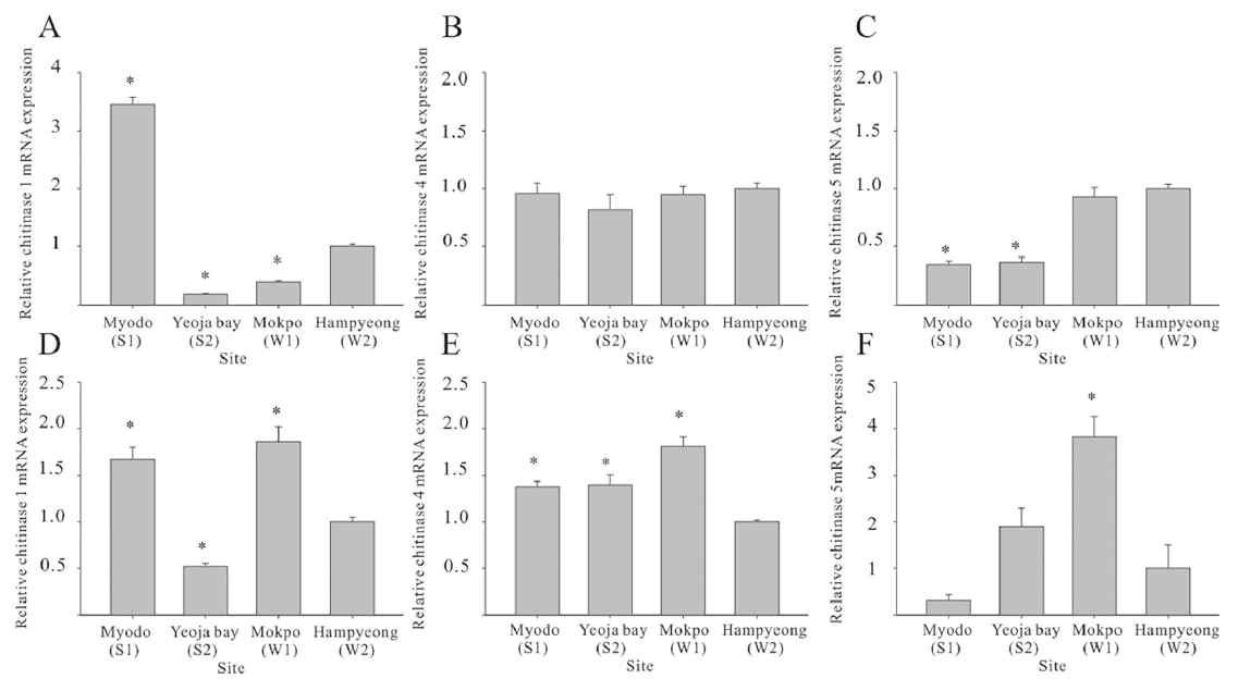 각 야외시료 칠게에서의 chitinase 유전자발현비교