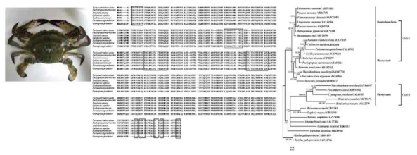 swimming crab인 꽃게(Portunus trituberculatus)의 HSP70 유전자분석