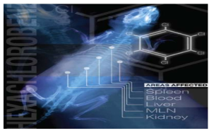 헥사클로로벤젠(HCB) 노출에 따른 cytochrome P4501A mRNA 발현이 유도되었으며, HCB 독성은 염증성 반응을 통해 다양한 시스템에 영향을 주는 것으로 보고되었다