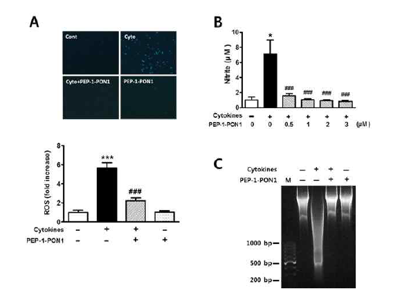 Effects of transduced PEP-1-PON1 on the ROS and nitrite levels in cytokine-treated INS-1 cells (A, B). Effect of transduced PEP-1-PON1 on cytokine-induced DNA fragmentation (C)