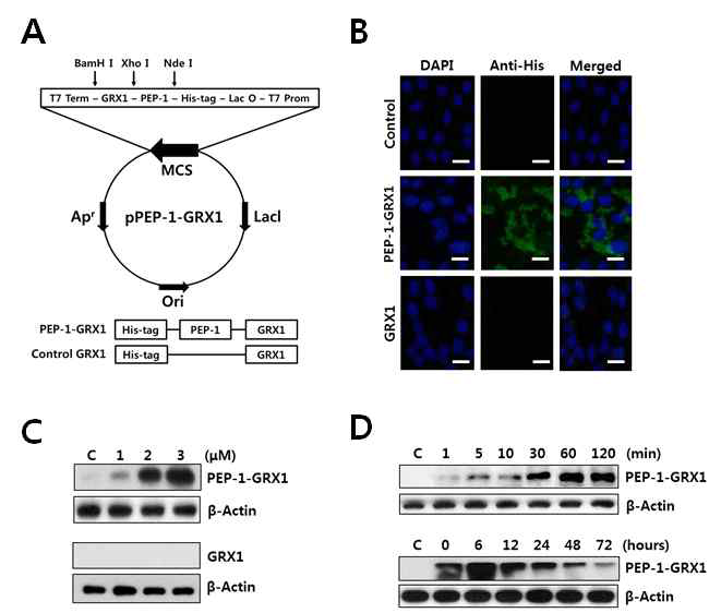 PEP-1-GRX1 expression vector system. Sequences of the expressed PEP-1-GRX1 and control GRX1 are illustrated at the bottom (A).Immunofluorescence analysis of the transduced PEP-1-GRX1 (B). Dose-dependent and time-dependent transduction of PEP-1-GRX1 into INS-1 cells (C).Intracellular stability of the transduced PEP-1-GRX1 (D)