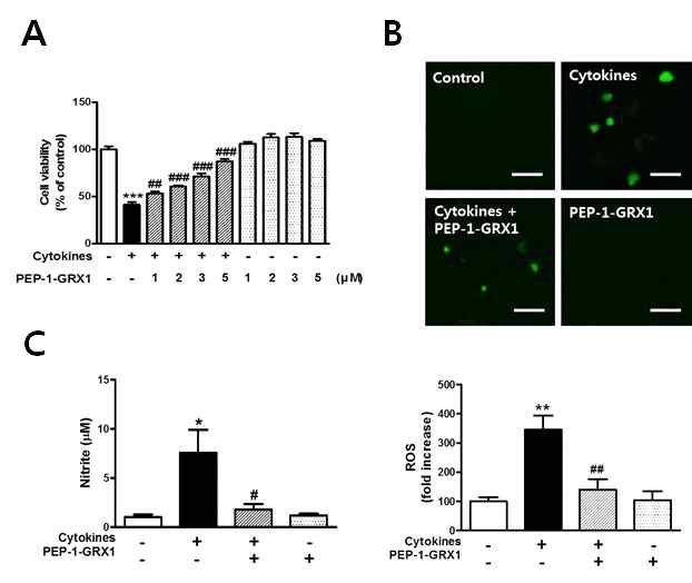 Effect of transduced PEP-1-GRX1 on the cell viability of INS-1 cells treated with cytokines (A). Effects of transduced PEP-1-GRX1 on the ROS and nitrite levels in cytokine-treated INS-1 cells (B, C)