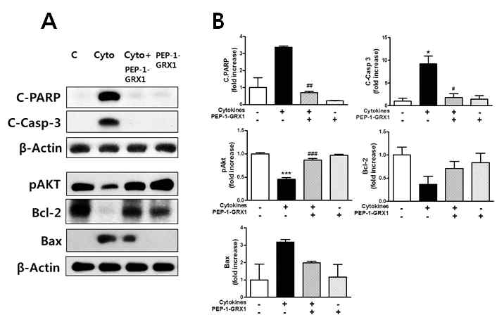 Effects of transduced PEP-1-GRX1 on the levels of apoptosis-related proteins (Fig. 3) and inflammatory mediators (Fig. 4) in cytokine-treated INS-1 cells