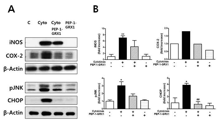 Effects of transduced PEP-1-GRX1 on the levels of apoptosis-related proteins (Fig. 3) and inflammatory mediators (Fig. 4) in cytokine-treated INS-1 cells
