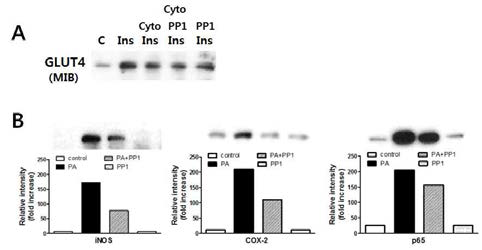 Effects of PEP-1-PON1 on the expression levels of membrane glucose transporter 4 (GLUT4) (A) and inflammatory mediator proteins (iNOS, COX-2, p65) (B)