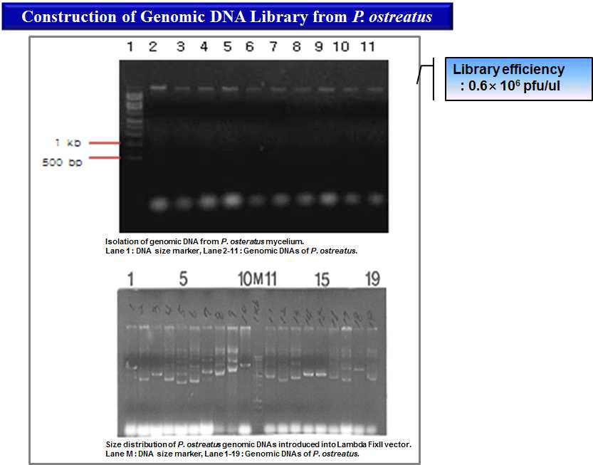 Construction of genomic DNA lbrary from P. ostreatus