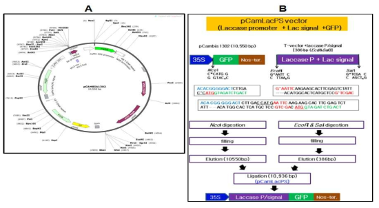 Cloning strategy for construction of pCamLacPS vector containing laccase promoter and signal sequence. (A) Original vector, pCAMBIA1302, (B) Cloning strategy