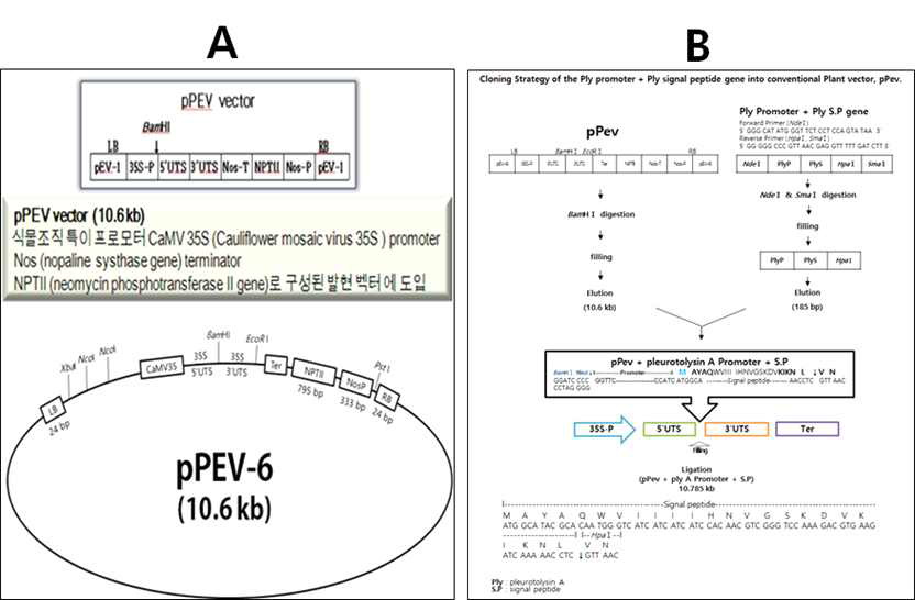Cloning strategy for construction of pPevPlyPS vector containing Pleurotolysin A promoter and signal sequence. (A) Original vector, pPEV-6, (B) Cloning strategy