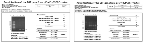 Confirmation of insert gene (EGF and CSF) introduced into each expression vector using PCR