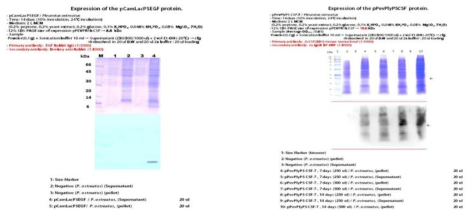 SDS-PAGE and western blot for P. ostreatus harboring pCamLacPSEGF and pPEVPlyPSCSF