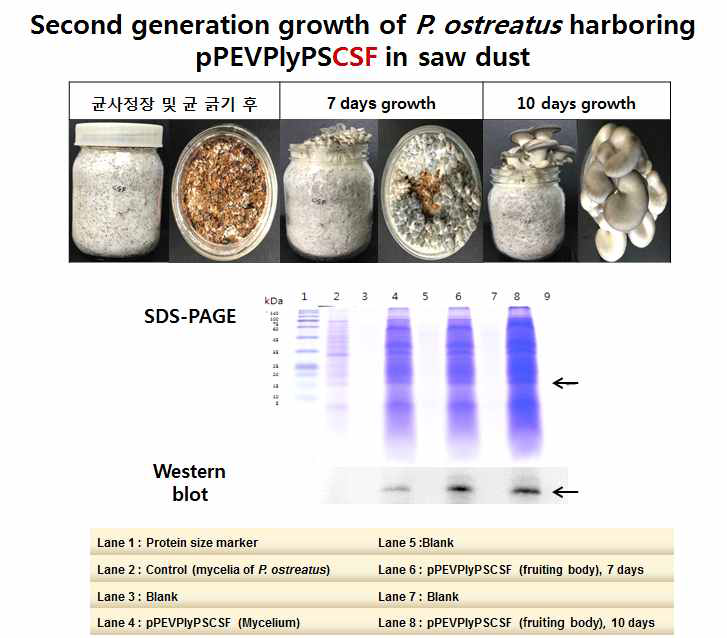 Second generation growth of P. ostreatus harboring pPEVPlyPSCSF in saw dust and SDS-PAGE analysis