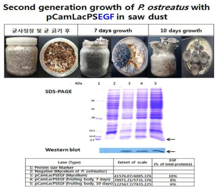 Second generation growth of P. ostreatus harboring pPEVPlyPSEGF in saw dust and SDS-PAGE analysis