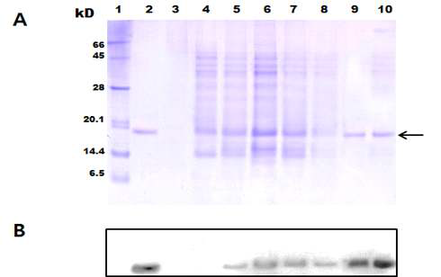 SDS-PAGE and western blot analysis after fractionation using Bio-P10 chromatography. The eluted proteins were fractionated in 15% SDS-PAGE (A) and Western blot analysis (B). Lane 1, MW marker; Lane 2, standard G-CSF (Prospec) ; Lane 3, fraction 2; Lane 4, fraction 3; Lane 5, fract ion 4; Lane 6, fraction 5; Lane 7, fraction 6; Lane 8, fraction 7; Lane 9, standard G-CSF; Lane 10, the sample after 2ndround chromatography