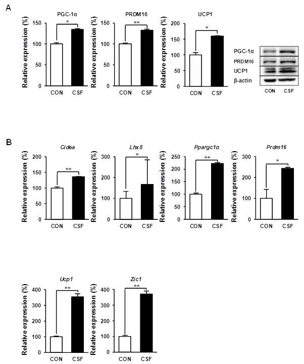 G-CSF activates brown adipocytes by increasing the expression levels of core brown fat marker proteins (A) and brown fat-specific genes (B) in HIB1B adipocytes. Data are presented as mean ± S.D. Differences between groups were determined by one-way analysis of variance (ANOVA) followed by Tukey’s post-hoc test or two-tailed Student’s t-test using Statistical Package of Social Science (SPSS) software version 17.0 (SPSS Inc., Chicago, IL, USA). Statistical significance between control and CSF(1 pg/ml)-treated HIB1B cells is shown as *p<0.05 or **p < 0.01