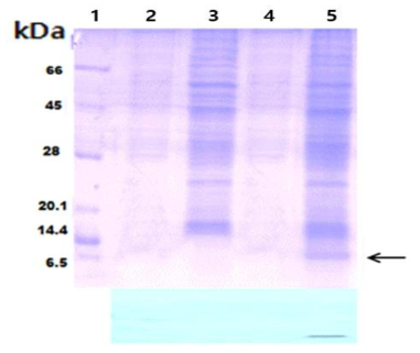 SDS-PAGE and western blot analysis after fractionation using Bio-P10 chromatography. The eluted proteins were fractionated in 15% SDS-PAGE (A) and Western blot analysis (B). Lane 1, MW marker; Lane 2, Negative control(supernatant); Lane 3, Negative control(mycelium); Lane 4, fraction 2; Lane 5, fraction 5
